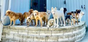 Group of dogs standing on landscaped wall at Woof Daycare & Boarding