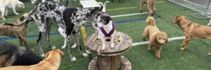 Group of dogs playing at Woof Daycare & Boarding