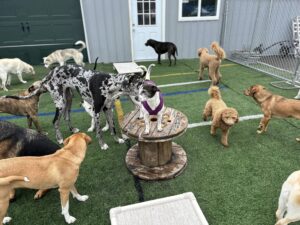 Group of dogs playing at Woof Daycare & Boarding